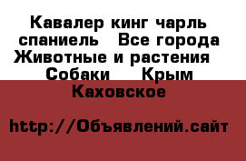 Кавалер кинг чарль спаниель - Все города Животные и растения » Собаки   . Крым,Каховское